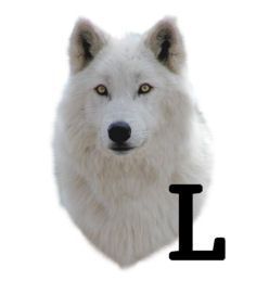 wolf-6654343434-12.jpg