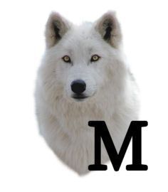 wolf-6654343434-13.jpg