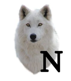 wolf-6654343434-14.jpg