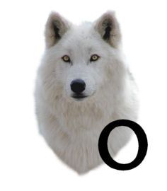 wolf-6654343434-15.jpg