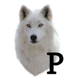 wolf-6654343434-16.jpg