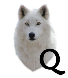 wolf-6654343434-17.jpg