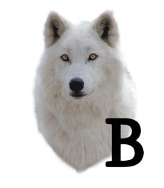 wolf-6654343434-2.jpg