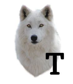 wolf-6654343434-20.jpg