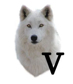 wolf-6654343434-22.jpg
