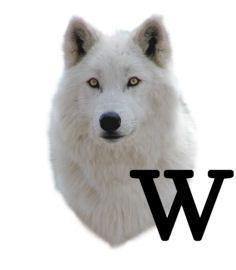 wolf-6654343434-23.jpg