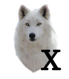 wolf-6654343434-24.jpg