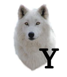 wolf-6654343434-25.jpg