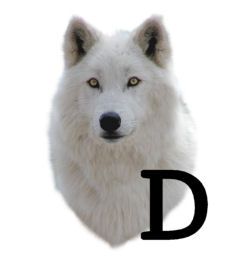 wolf-6654343434-4.jpg