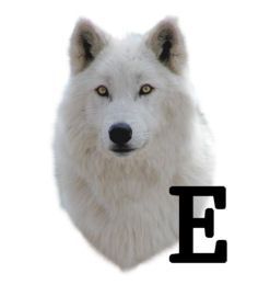 wolf-6654343434-5.jpg