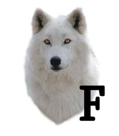 wolf-6654343434-6.jpg