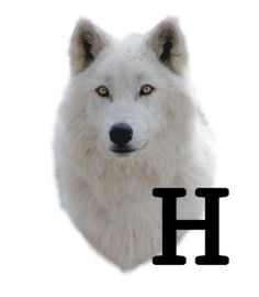 wolf-6654343434-8.jpg