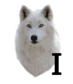 wolf-6654343434-9.jpg