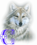 wolf-alpha-1-C.gif