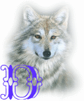 wolf-alpha-1-D.gif