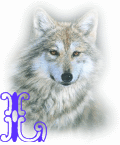 wolf-alpha-1-L.gif