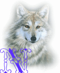 wolf-alpha-1-N.gif