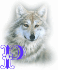 wolf-alpha-1-P.gif