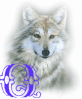 wolf-alpha-1-Q.gif