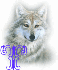 wolf-alpha-1-T.gif