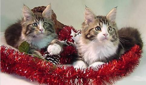 xmasCat3-vi.jpg