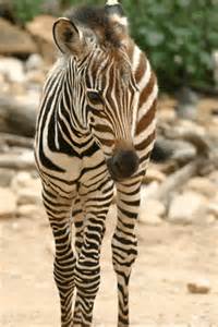 zebre-21.jpg