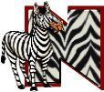 zebre9434330-14.jpg