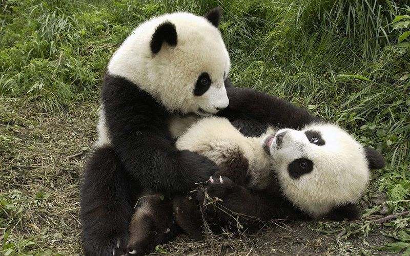 zoo-Baby-Panda-Hongshan-Forest-Zoo-giant-panda-Nanjing-China-Hong-Kong-Ocean-Park-giant-panda-giant-panda-endangered-species-giant-facts-about-pandas-bear.jpg